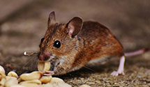 24 Hour & Emergency Exterminators in Linville Falls, NC